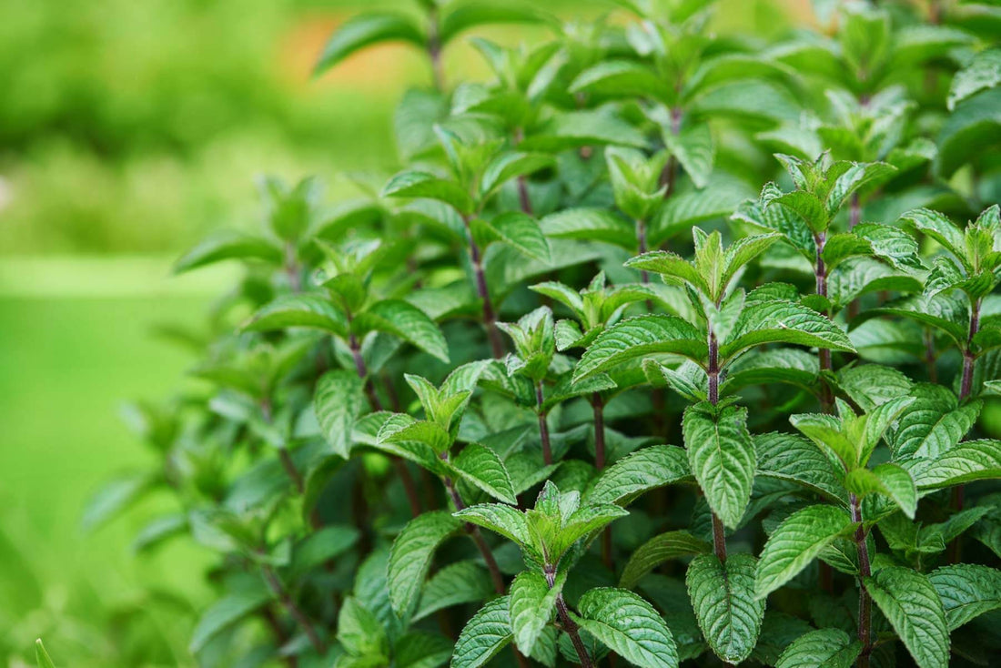 10 Compelling Reasons To Consume & Grow Peppermint