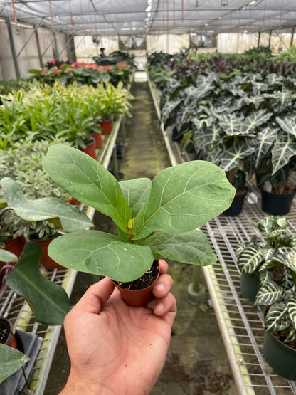 Amazing Fiddle Leaf Fig Plant