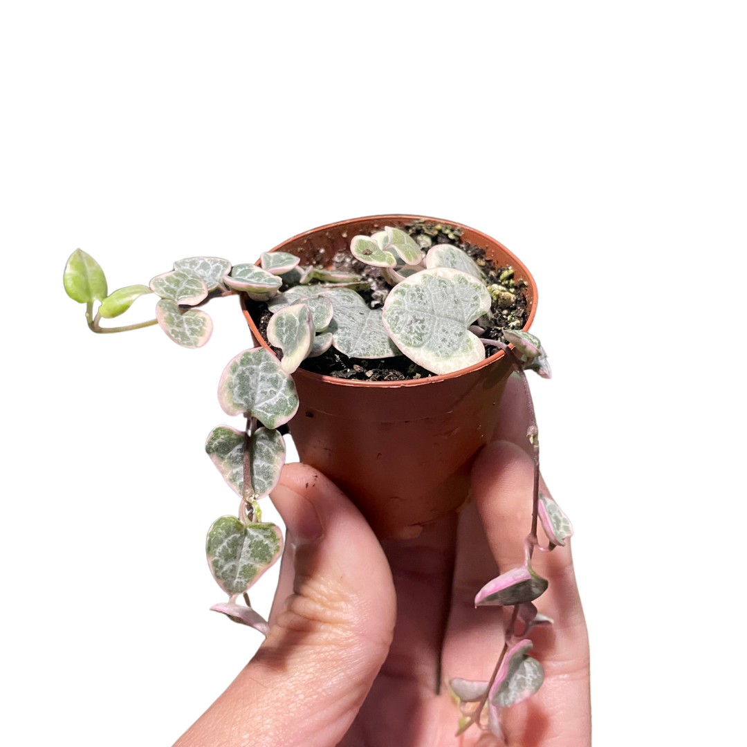 String of Hearts Plant (Variegated)