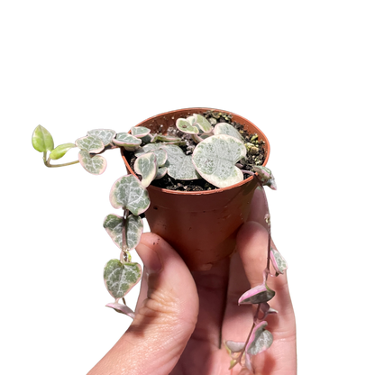 String of Hearts Plant (Variegated)