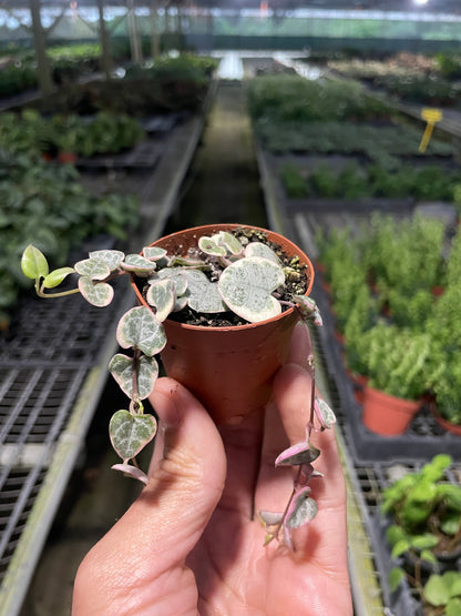 String of Hearts Plant (Variegated)