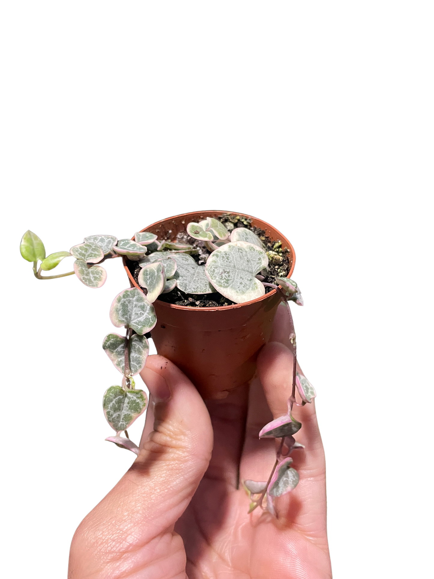 String of Hearts Plant (Variegated)