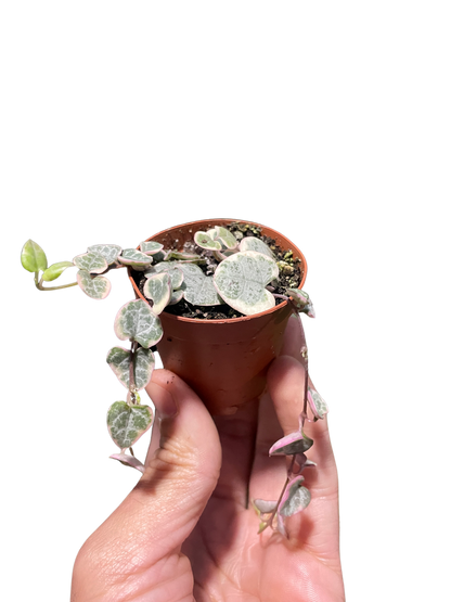 String of Hearts Plant (Variegated)