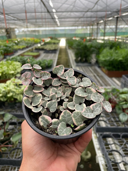 String of Hearts Plant (Variegated)