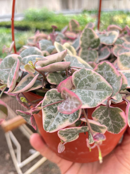 String of Hearts Plant (Variegated)