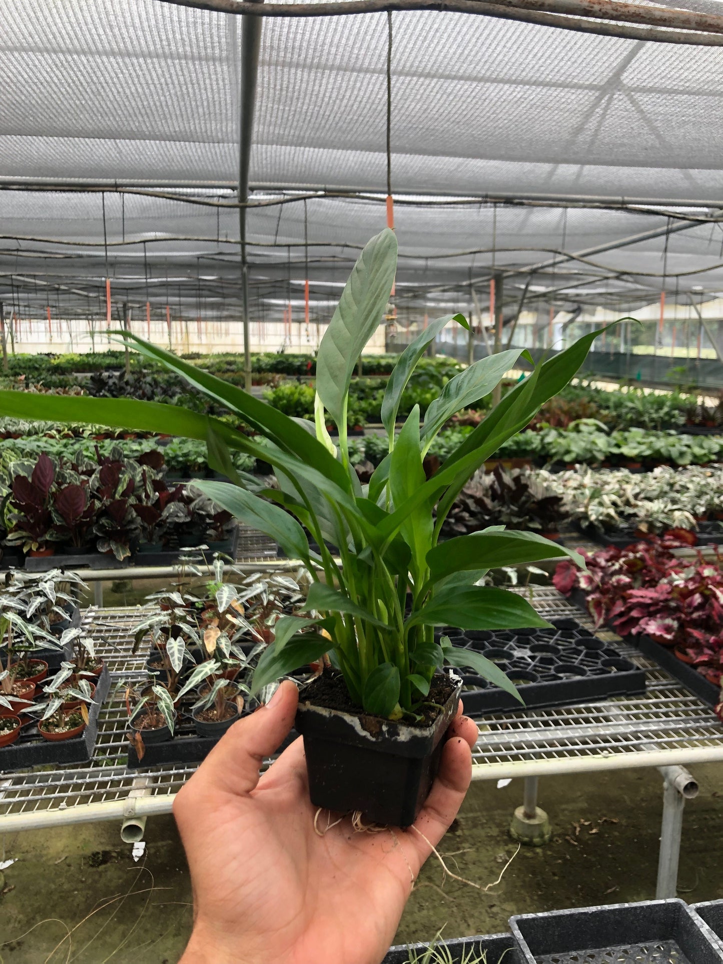 Lovely Peace Lilly Plant